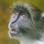 Er det nødvendigt at bruge rengøringsmidler sammen med en dampstøvsuger?